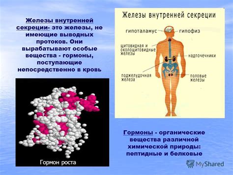 Основные виды путей транспортировки веществ у желез внутренней гомеостаза