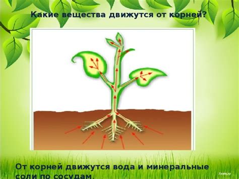 Основные компоненты и роль питательных веществ в удобрении для растений