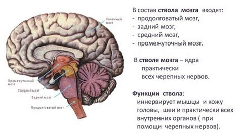 Основные компоненты мозга