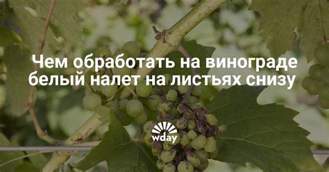 Основные методы борьбы с белым налетом на плодах винограда