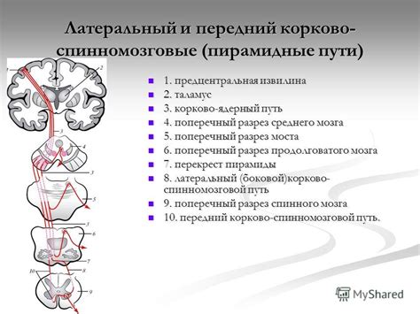 Основные методы терапии левосторонней пирамидной недостаточности