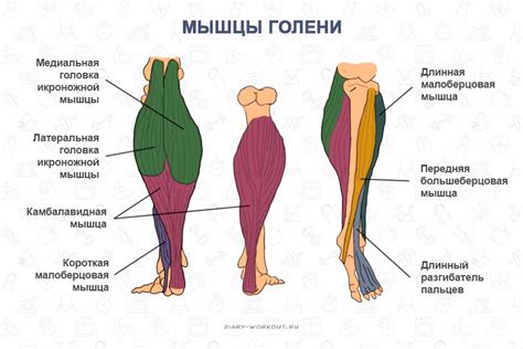 Основные мускулы