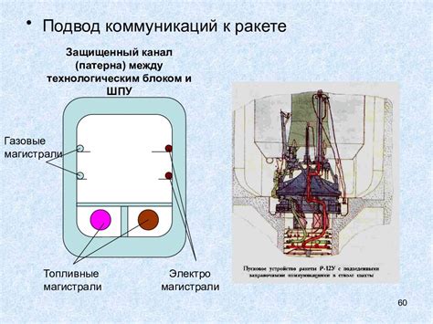 Основные особенности и характеристики шиншилл