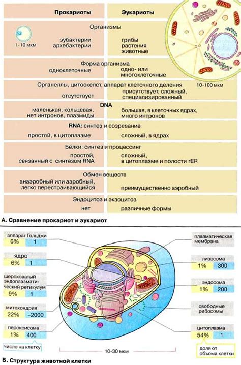 Основные отличия от новой клетки