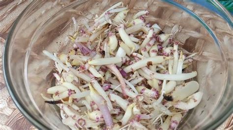 Основные правила давания курям картофельных ростков