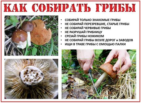 Основные правила сбора грибов в лесу