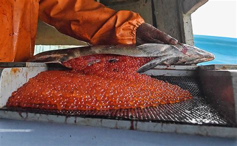 Основные признаки икры в рыбе
