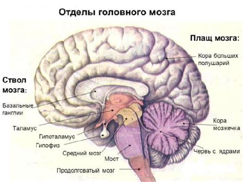 Основные принципы механизма сохранения информации в структуре мозга