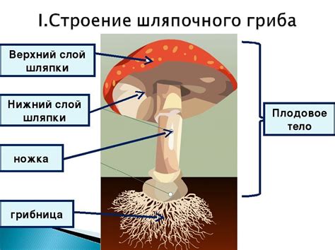 Основные составляющие для грибницы