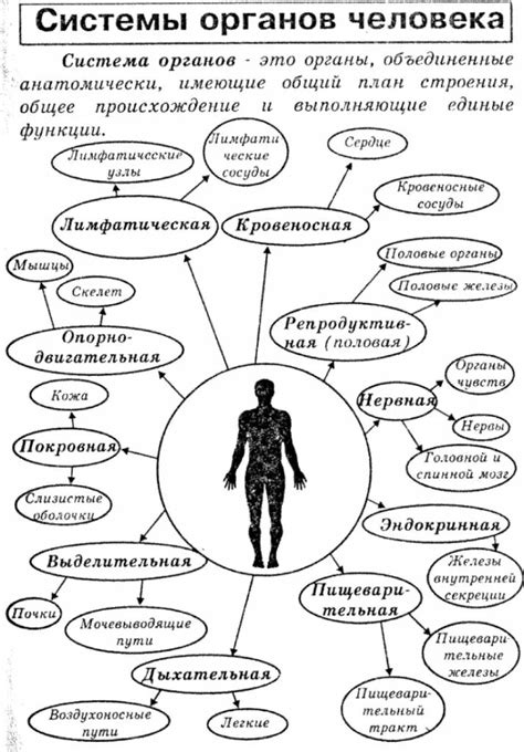 Основные функции органов