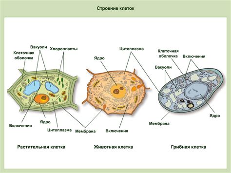 Основные характеристики клеток растений и бактерий