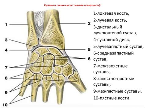 Основные черты лучевой кости