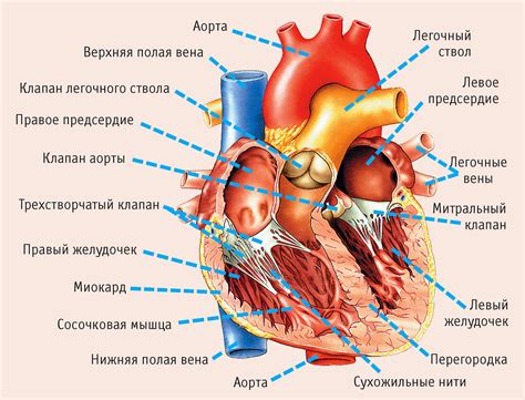 Основные элементы: сосуды и сердце