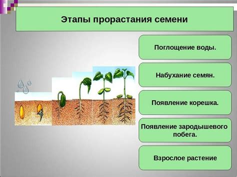 Основные этапы и техники обновления растений