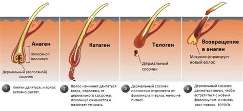 Основные этапы по устранению волос из машинки: синонимы и рекомендации