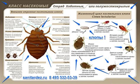 Особенности анатомии клопов: Как эти насекомые приспособились к обитанию внутри организмов