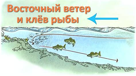 Особенности выбора мест для рыбалки в зависимости от направления ветра