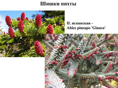 Особенности деревьев