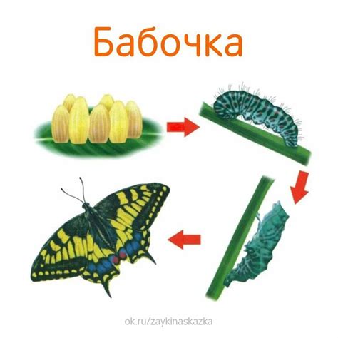Особенности жизненного цикла строговых насекомых