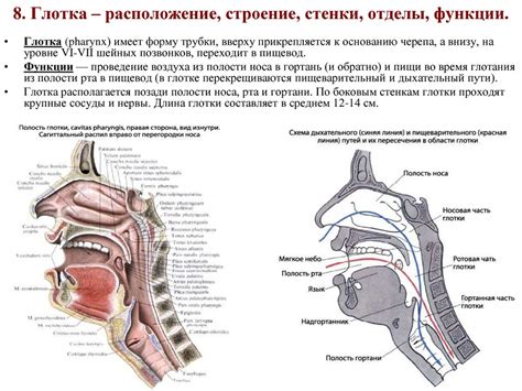 Особенности звукопроводности глотки китов