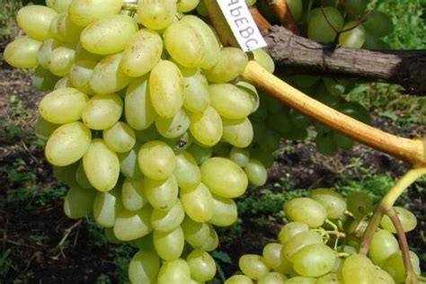 Особенности использования переспелого винограда
