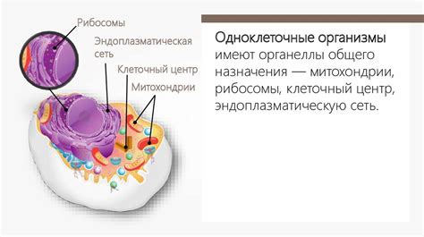 Особенности клеточного строения