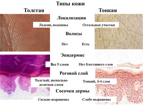Особенности кожи, влияющие на возможность окраски