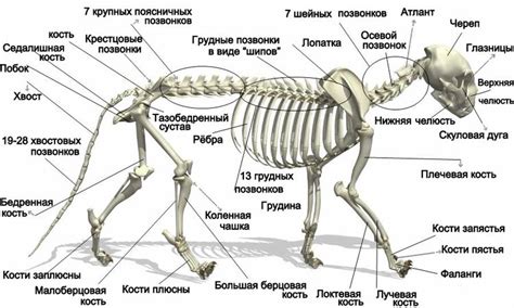 Особенности кошек с укороченной хвостовой частью в домашних условиях