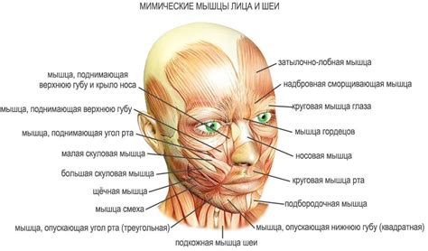 Особенности лицевых черт у андрогинных людей