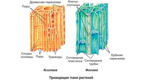 Особенности направления на фло