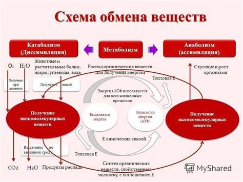 Особенности обмена в Антальи