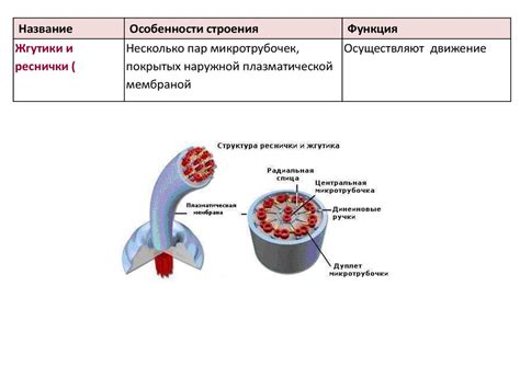 Особенности организации ресничек