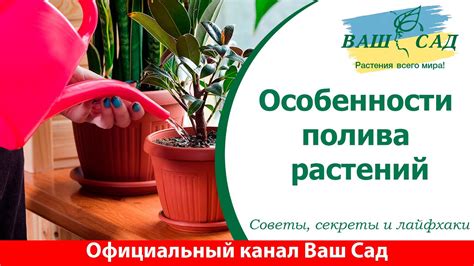 Особенности полива и удобрения