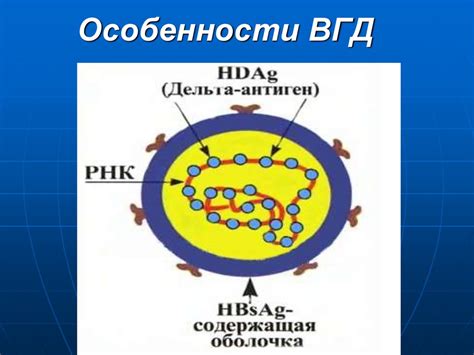 Особенности приготовления разных типов ВГД