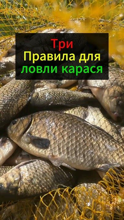 Особенности применения каши при ловле карася