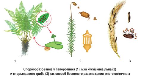 Особенности размножения и спор у растений