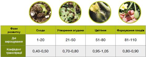 Особенности роста и развития арбуза