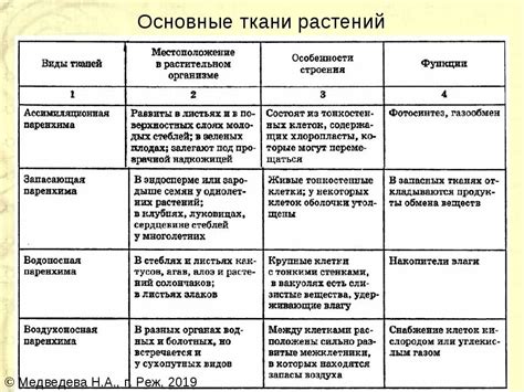 Особенности строения