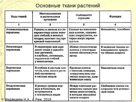 Особенности строения и формы для оптимальной поддержки
