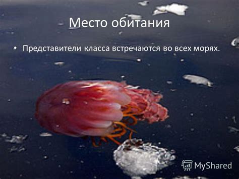 Особенности строения медузы