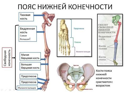 Особенности строения поясов