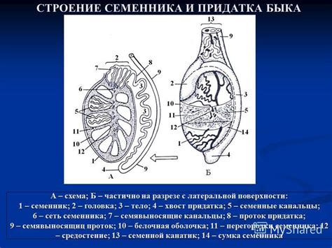 Особенности строения цепного быка