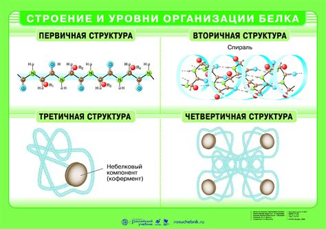 Особенности структуры антенны белка