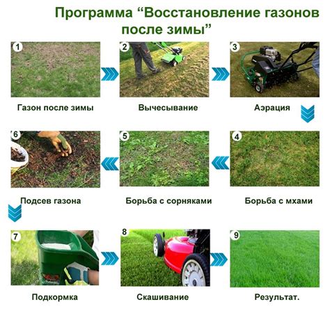 Особенности ухода за посеянным газоном после атаки пернатых хищников