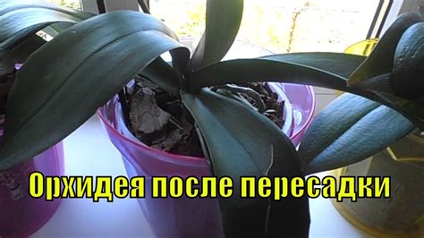 Особенности ухода после пересадки
