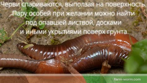 Особенности учета рациона при использовании дождевых червей