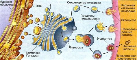 Особенности функционирования аппарата Гольджи