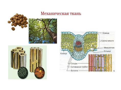 Особенности хранения и приготовления зеленых растительных приборов