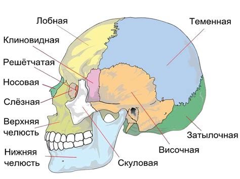 Особенности черепа и кости чеченца