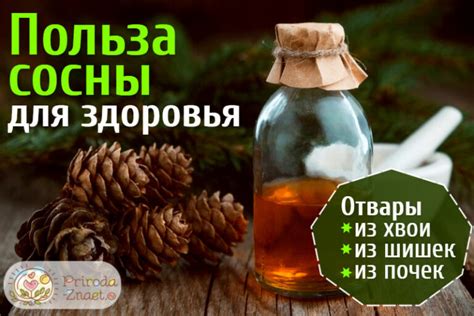 Отвар из сосновых иголок: полезные свойства и воздействие на организм